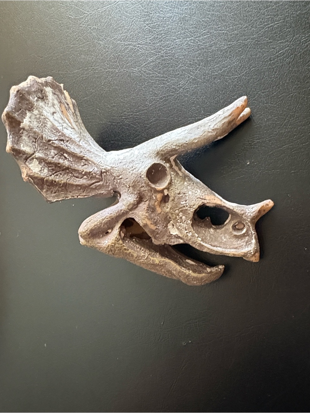 Resin Triceratops Skull Decor - Earthy Brown - Picture 1 of 4